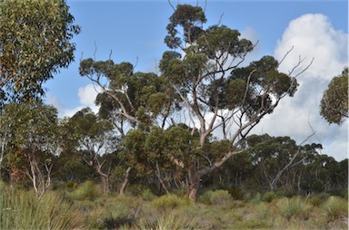 APII jpeg image of Eucalyptus cladocalyx  © contact APII