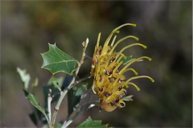 APII jpeg image of Grevillea ilicifolia subsp. ilicifolia  © contact APII