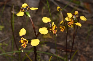 APII jpeg image of Diuris pardina  © contact APII