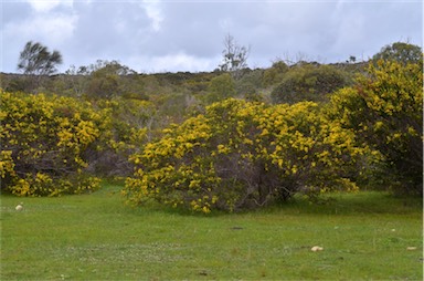 APII jpeg image of Acacia paradoxa  © contact APII