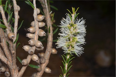 APII jpeg image of Melaleuca lanceolata  © contact APII