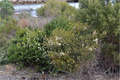 APII jpeg image of Melaleuca lanceolata  © contact APII