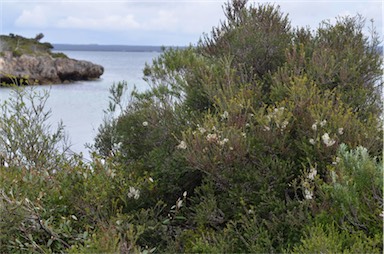 APII jpeg image of Melaleuca lanceolata  © contact APII