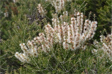 APII jpeg image of Melaleuca lanceolata  © contact APII