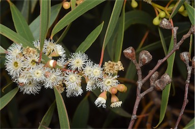 APII jpeg image of Eucalyptus gracilis  © contact APII