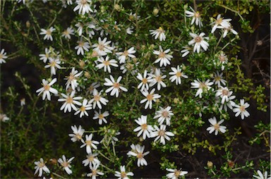 APII jpeg image of Olearia brachyphylla  © contact APII