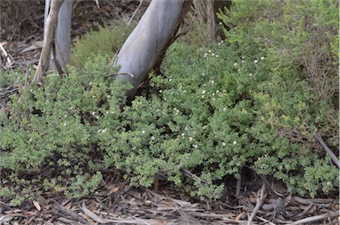 APII jpeg image of Pomaderris obcordata  © contact APII