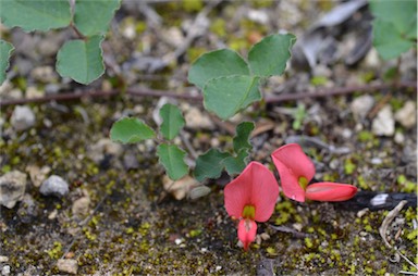 APII jpeg image of Kennedia prostrata  © contact APII