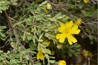 APII jpeg image of Hibbertia cinerea  © contact APII