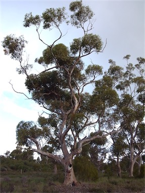 APII jpeg image of Eucalyptus cladocalyx  © contact APII