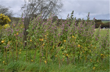 APII jpeg image of Malva arborea  © contact APII