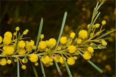 APII jpeg image of Acacia euthycarpa subsp. euthycarpa  © contact APII