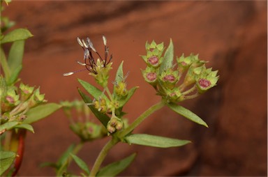 APII jpeg image of Pomax umbellata  © contact APII