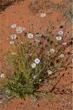 APII jpeg image of Brachyscome ciliaris var. lanuginosa  © contact APII