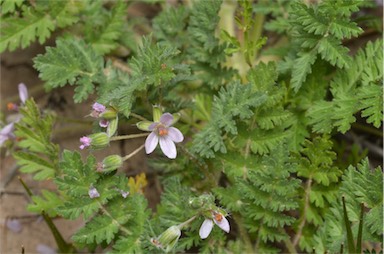 APII jpeg image of Erodium cicutarium  © contact APII