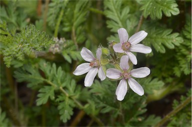 APII jpeg image of Erodium cicutarium  © contact APII