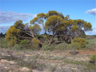 APII jpeg image of Acacia loderi  © contact APII