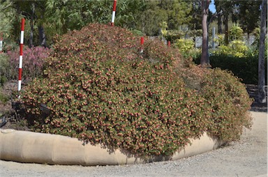 APII jpeg image of Darwinia leiostyla 'Coolamon Pink'  © contact APII