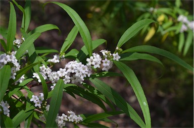 APII jpeg image of Myoporum betcheanum  © contact APII