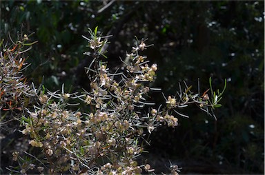 APII jpeg image of Dodonaea viscosa subsp. angustifolia  © contact APII