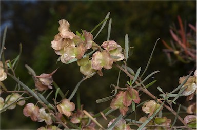 APII jpeg image of Dodonaea viscosa subsp. angustifolia  © contact APII