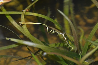 APII jpeg image of Vallisneria nana  © contact APII