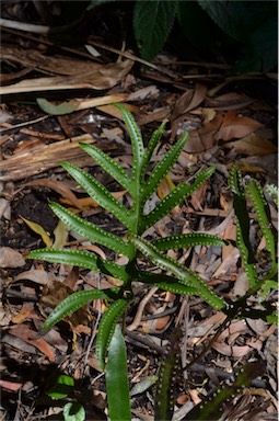APII jpeg image of Zealandia pustulata subsp. howensis  © contact APII