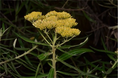 APII jpeg image of Cassinia straminea  © contact APII