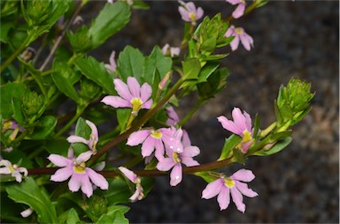 APII jpeg image of Scaevola 'Fairy Pink'  © contact APII