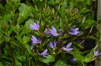 APII jpeg image of Scaevola 'Fairy Blue'  © contact APII