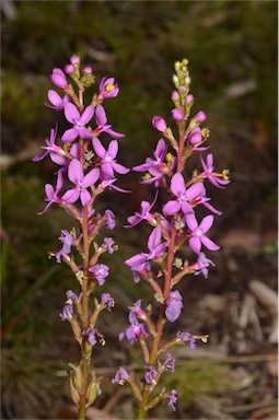 APII jpeg image of Stylidium armeria subsp. ameria  © contact APII