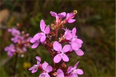 APII jpeg image of Stylidium armeria subsp. ameria  © contact APII