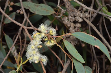 APII jpeg image of Eucalyptus radiata subsp. radiata  © contact APII