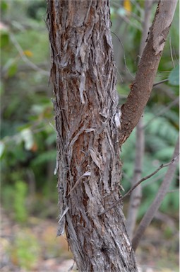 APII jpeg image of Eucalyptus camfieldii  © contact APII