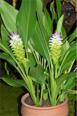 APII jpeg image of Curcuma australasica  © contact APII