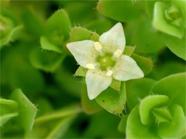 APII jpeg image of Mitrasacme serpyllifolia  © contact APII