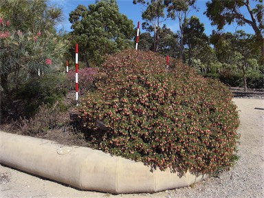 APII jpeg image of Darwinia leiostyla 'Coolamon Pink'  © contact APII