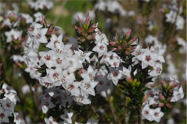 APII jpeg image of Epacris barbata  © contact APII