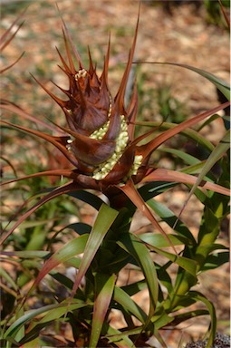 APII jpeg image of Richea dracophylla  © contact APII