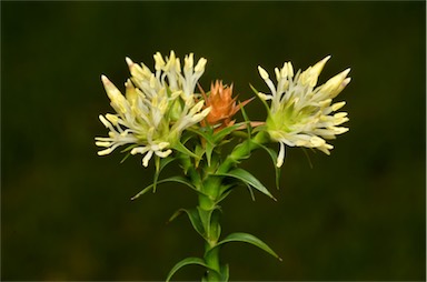 APII jpeg image of Richea procera  © contact APII