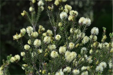 APII jpeg image of Melaleuca pustulata  © contact APII