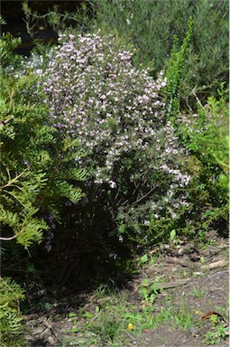 APII jpeg image of Boronia hemichiton  © contact APII