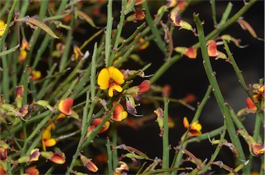 APII jpeg image of Bossiaea riparia  © contact APII