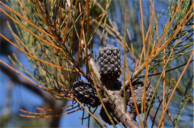 APII jpeg image of Allocasuarina duncanii  © contact APII