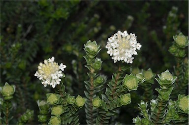 APII jpeg image of Pimelea sp. nov. Schouten Island  © contact APII