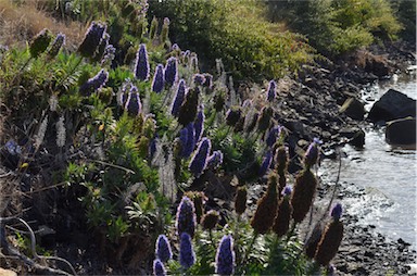 APII jpeg image of Echium candicans  © contact APII