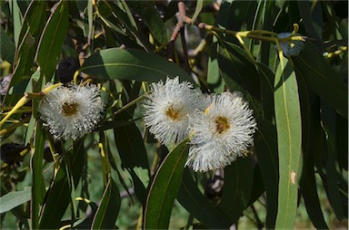 APII jpeg image of Eucalyptus globulus subsp. globulus  © contact APII