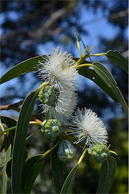 APII jpeg image of Eucalyptus globulus subsp. globulus  © contact APII