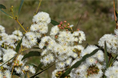 APII jpeg image of Eucalyptus amygdalina  © contact APII