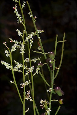 APII jpeg image of Leptomeria drupacea  © contact APII